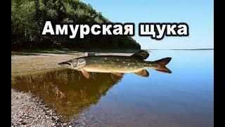 Русская рыбалка 3. Амурская щука