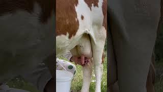 milking  #animals #nature #cow