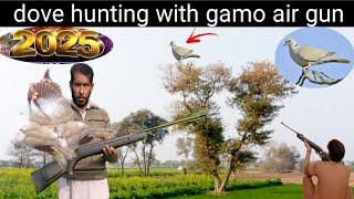 dove hunting with air gun gamo shadow || airgun hunting with birds || pigeon hunting || dove hunting