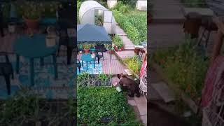 Медведь на дачах в Усть-Куте