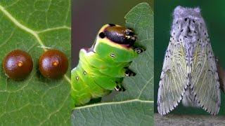 The life cycle of a Moth | Butterfly