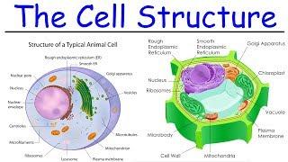 Biology - Intro to Cell Structure - Quick Review!