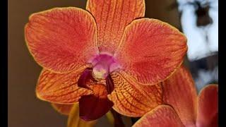 Орхидея фаленопсис сорт Мария Тереза (Phalaenopsis Maria Teresa). Моя яркая новинка, описание.