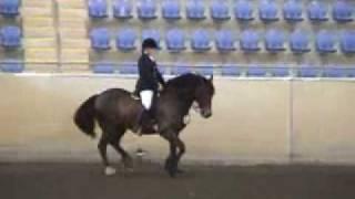Grenwood Express Welsh Cob