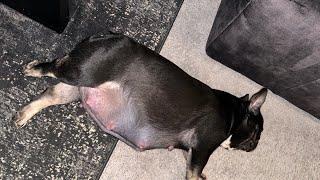 French Bulldog C-Section: Postpartum Care & Stitches Check + Week 2 of #Whelping 5 #Puppies LIVE