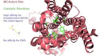 DREADDs: A Novel Method of Selectively Modulating Neuronal Activity