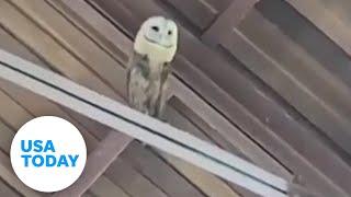 Gospel-loving owl dances along to church choir | USA TODAY