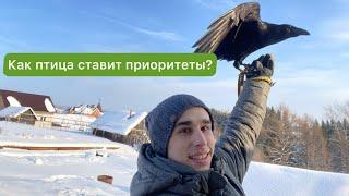 Гоша читает книгу и прокачивает свои крылья / Объясняю поведение ворона