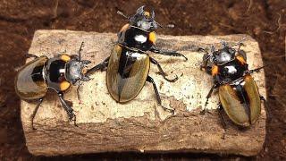 Growth process of Odontolabis Lacordairei from egg to adult! (Beetle ASMR)