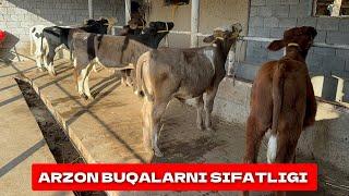 ARZON BUQALARNI SIFATLILARIGA ULGURIB QOLING