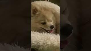 #dog #pomeranian #собака #pets #doglover #pom #puppy #спасибо #funny# Спасибо за подписку 