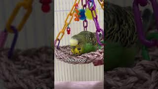 Let's Feathers! - Boba the Budgie - Talking Parakeet