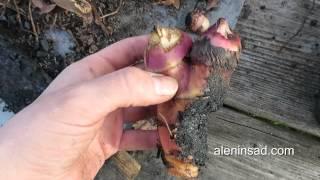 Какой стороной посадить КАННУ?! // Посадка и деление канны // Growing of canna lilies