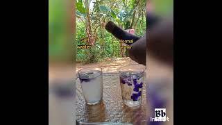 Normal water vs Salt water Vs ujala /Bless baby #shorts #youtubeshorts