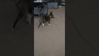 Puppy Dog Betty Girl Wandering Back In From Outside. #betty #shorts #bettygirlshorts #puppy #video