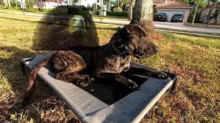 Fixing Food Aggressive Reactive Dog in 3 Weeks!