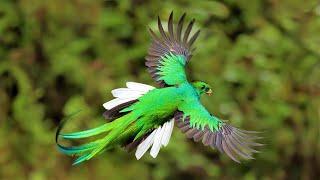 6 Most Beautiful Quetzals in the World