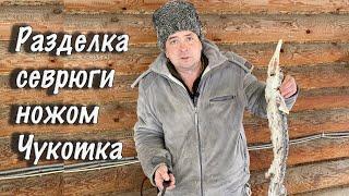 Разделка севрюги ножом Чукотка. Разделка осетрины.Русский Булат