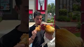 Chicken Eating Chicken 