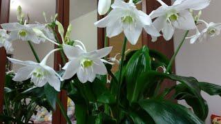 Eucharis (eucharis amazonica) super flowering and care features