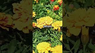 Plant This Flower Once And Bugs Will Never Come Back!