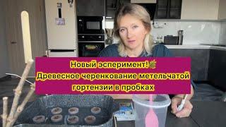 Древесное черенкование метельчатой гортензии! Новый сезон, новый эксперимент!#гортензия #garden