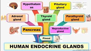 Human endocrine system | Endocrine glands hormones and their functions | Endocrinology