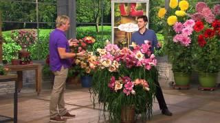 Roberta's 10pc. All Fragrant Re-Blooming Scentsational Daylilies with Rick Domeier