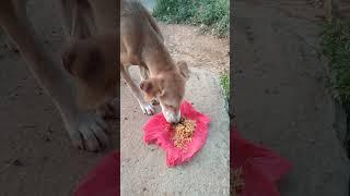 ##ple save dumb creatures ##ytshorts#viral video