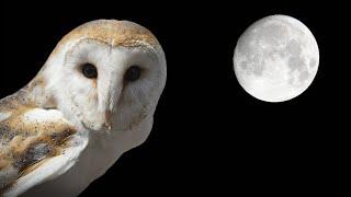 Owl Sounds - Barn Owl Screech and Hissing Sounds