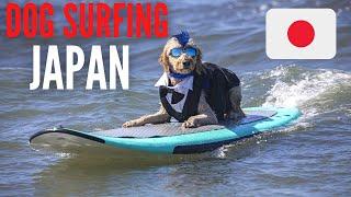 Dog Surfing in Japan! (Cute Dog Video)