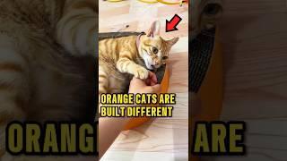 Every Orange Cat Is Just a Little Broken ️