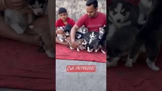 16 Husky puppies ready Blue eyes #shorts #trending #viral #dogs #viralshorts #husky #dog #viral