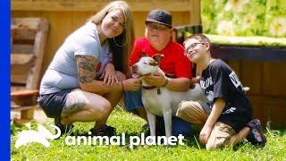 Dog Is Super Happy To Be Adopted By Loving Family | Pit Bulls & Parolees