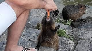 Nutria (coypu) | funny, cute