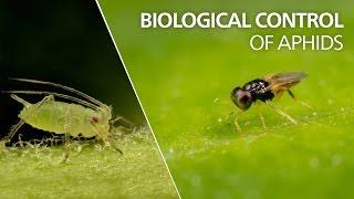 Biological control of aphids - Aphelinus abdominalis