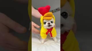 Here comes tiny chihuahuaCedric putting on his ducky charm for you 