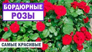 Обратите внимание на бордюрные розы! Цветут дольше других!