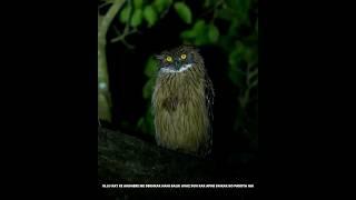 The Most Expensive Bird Is Owls | Telly Khazana | Owls