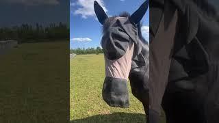 Pony or Cyclops??  https://www.youtube.com/@Tabitha.Bennett #tabithabennett