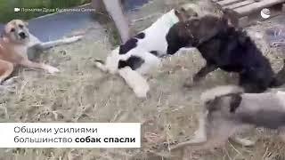 Массовый паралич: в приюте "Лохматая душа" спасают подопечных собак