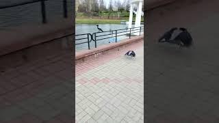 Cautious crow 1