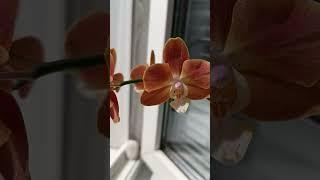 Доброе утро всем  #орхидеи #orchid #flowers #цветы #юмор