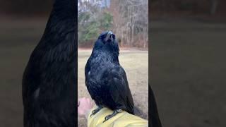 [山でカラスと]  #shorts  #birds #カラス #crow #森林公園
