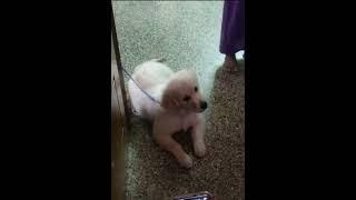 puppy cute reaction #shorts #trending #puppy #viral #milolia