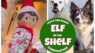 Layla the Boxer Elf on the Shelf Compilation