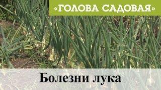 Голова садовая - Болезни лука