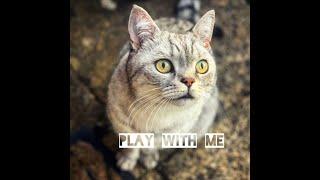 Игра с кошкой - game with cat #shorts