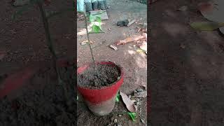 PlantPot .#pot #shortsviral #shorts #shortvideo #garden #plants #4k