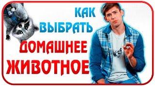 Как выбрать домашнее ЖИВОТНОЕ!!!!!